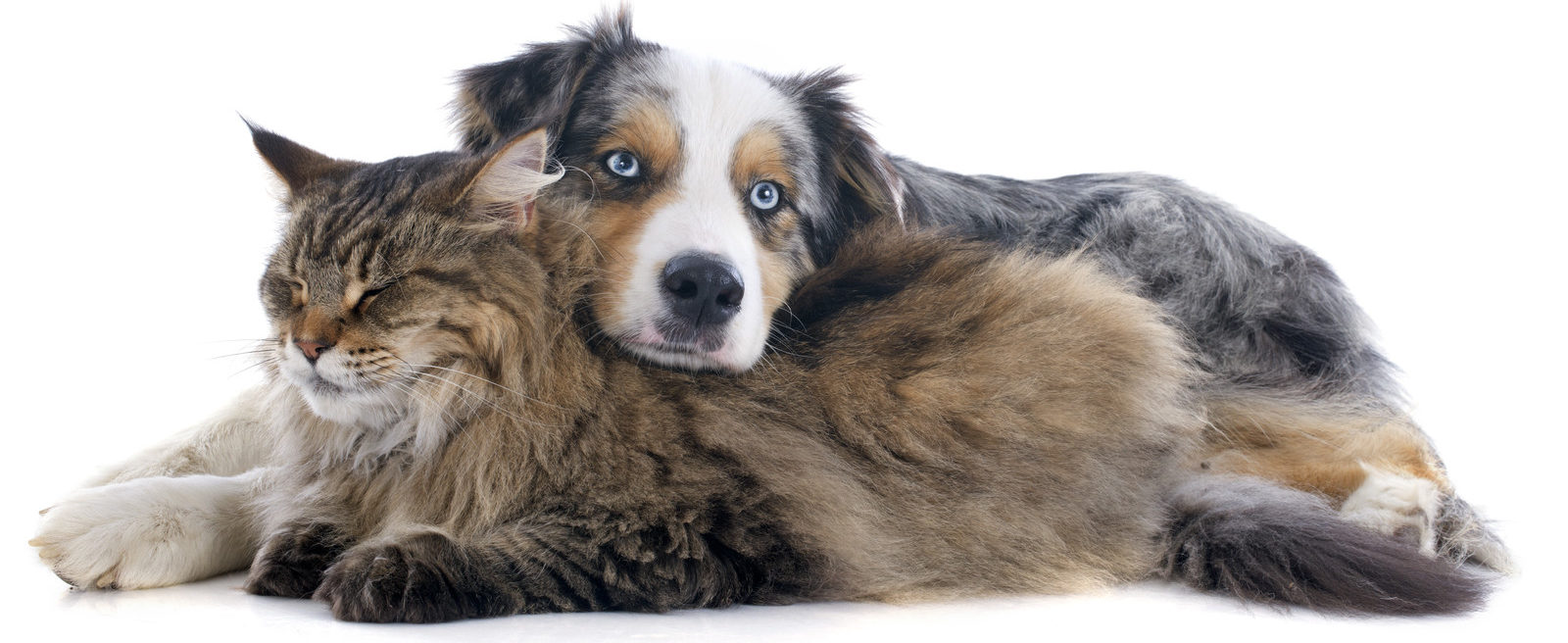 Pet Custody in Divorce